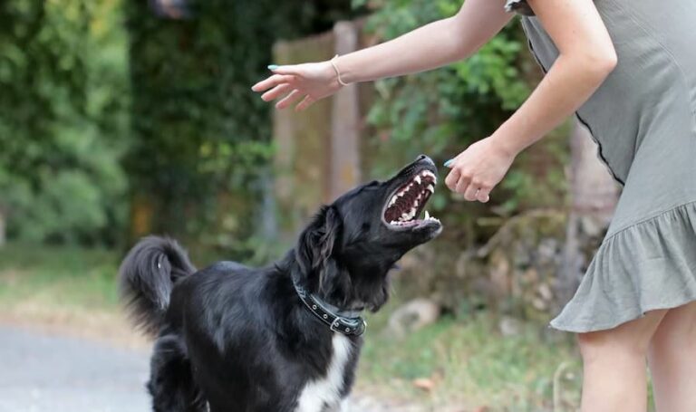 Finding the Best Lawyer for Your Dog Bite Case: Knowledge, Experience, and Advocacy